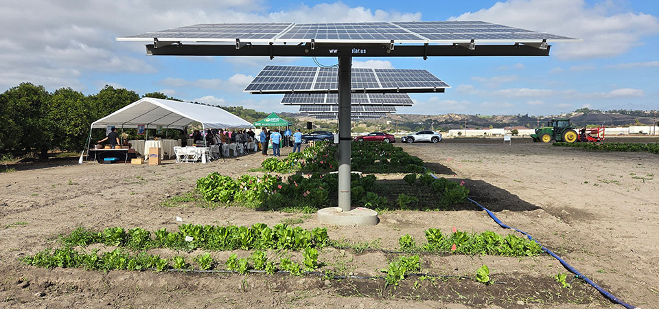 Lettuce grows underneath solar panels at the Cal Poly Pomona farm. 