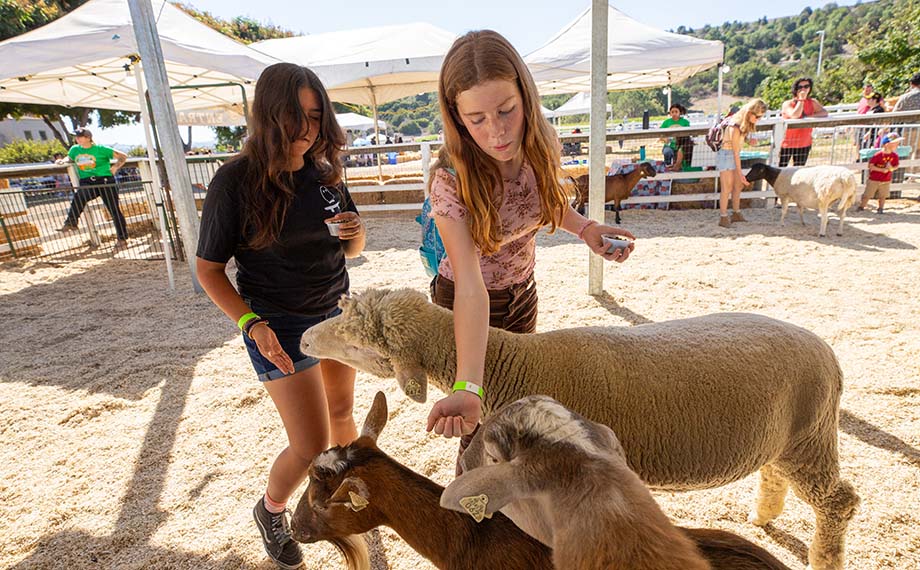Two girls feed animals in the petting farm.