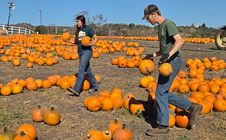 Two students place pumpkins in the field.