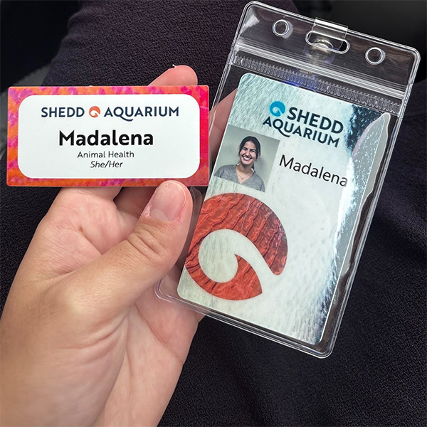 Arellano's Shedd internship name badges