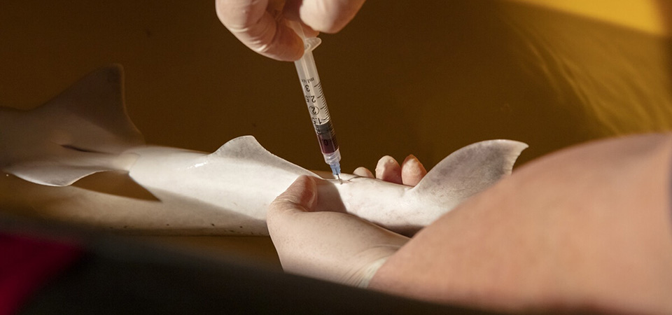 A technician draws blood from a black tip shark.