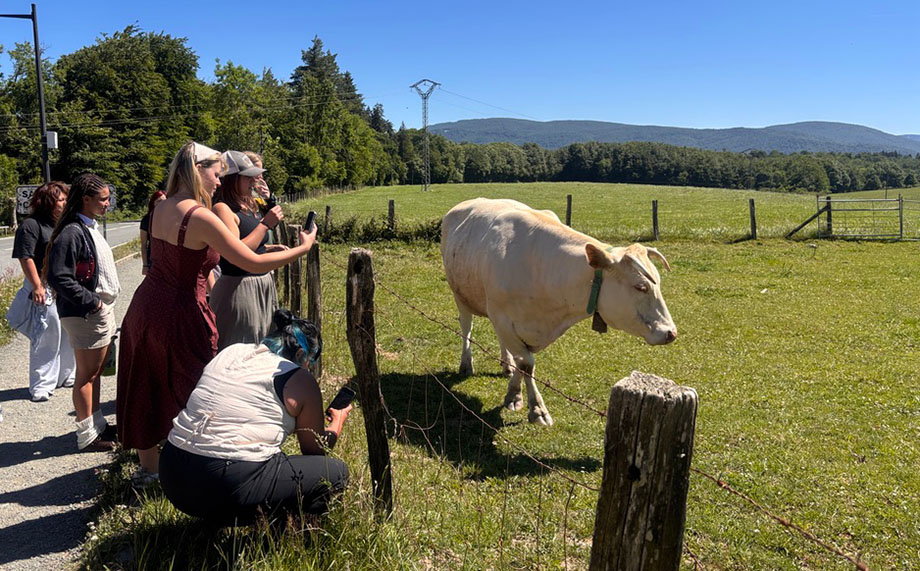 Students look through a barbed wire fence at a cow in a pasture.
