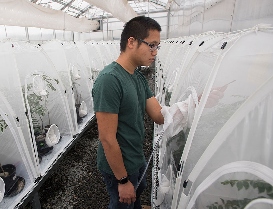 A male student examines a white tent with insects inside.