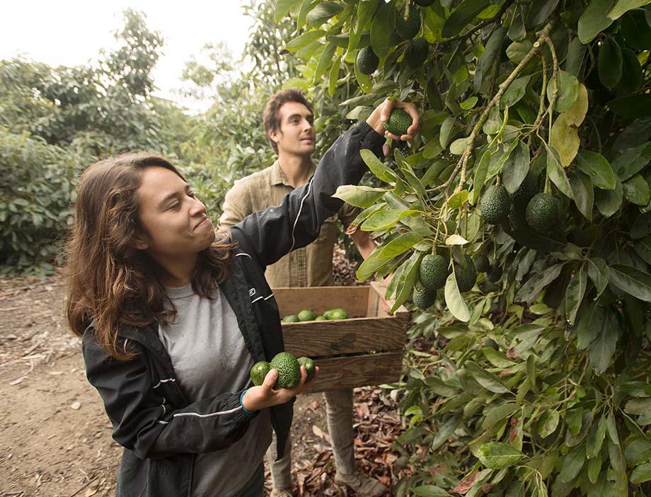 A woman picks avocados from a tree, while a man looks on, holding a basketful of avocados.