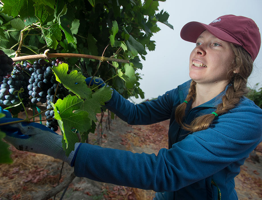 A female student harvests grapes.