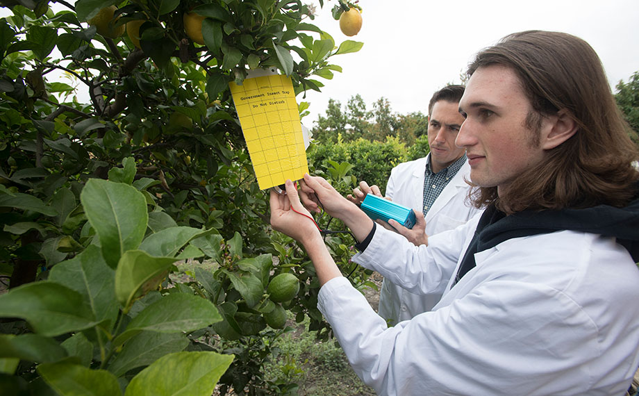 Two Cal Poly Pomona students in white lab coats examine a tree.