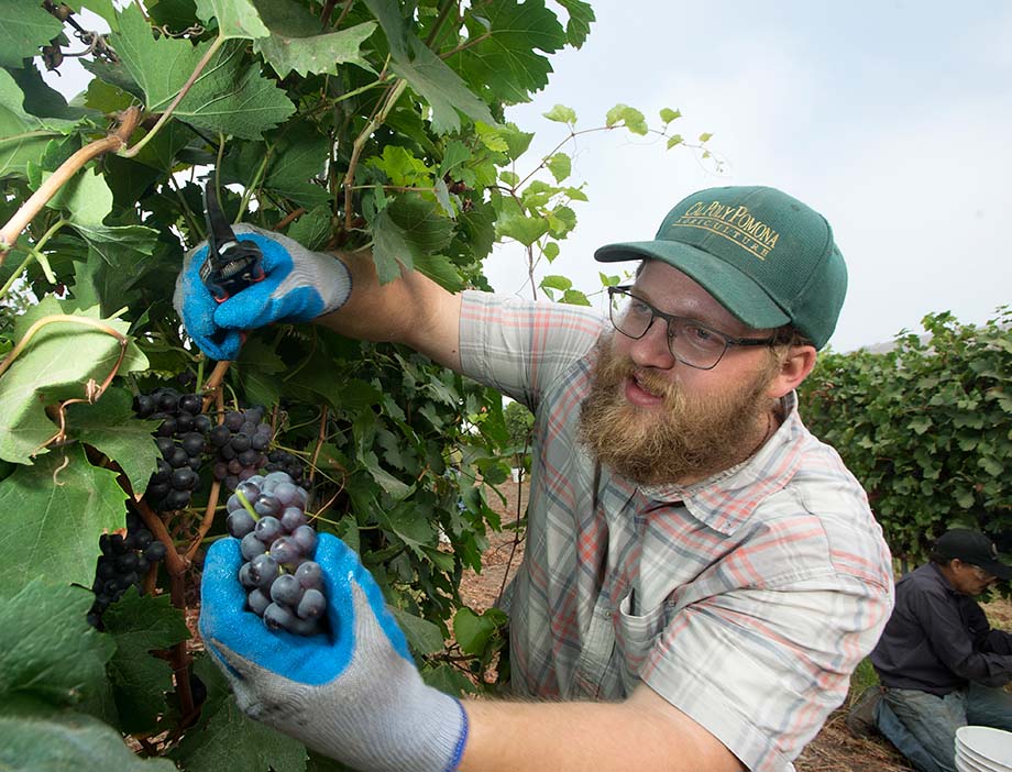 A male student harvests grapes with clippers.