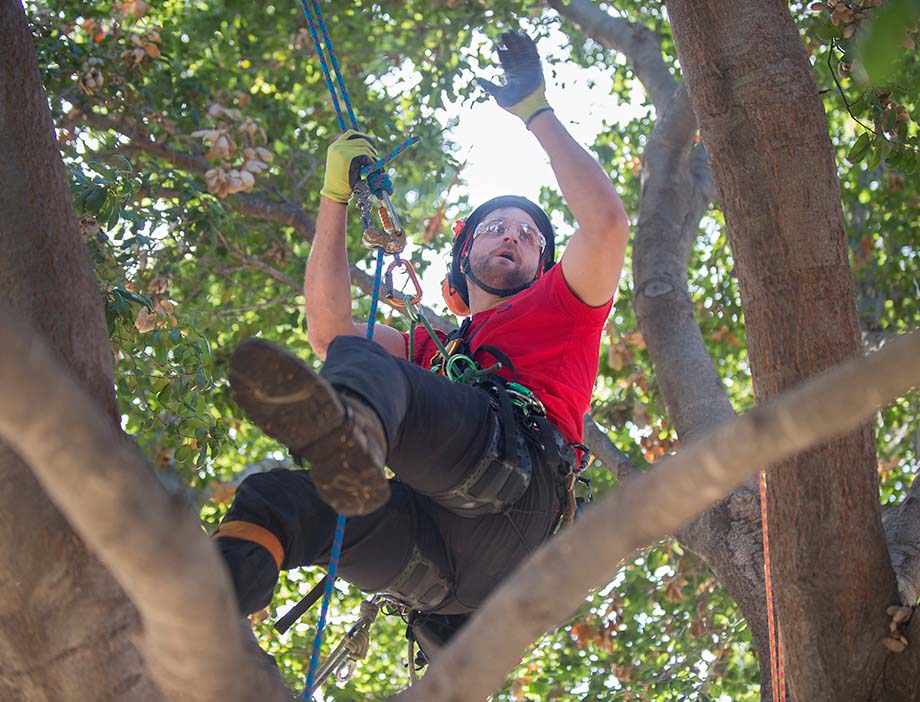 A student with safety harness and ropes in a tree.