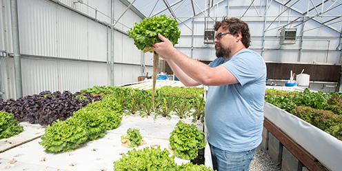 A student examines lettuce in a greenhouse.