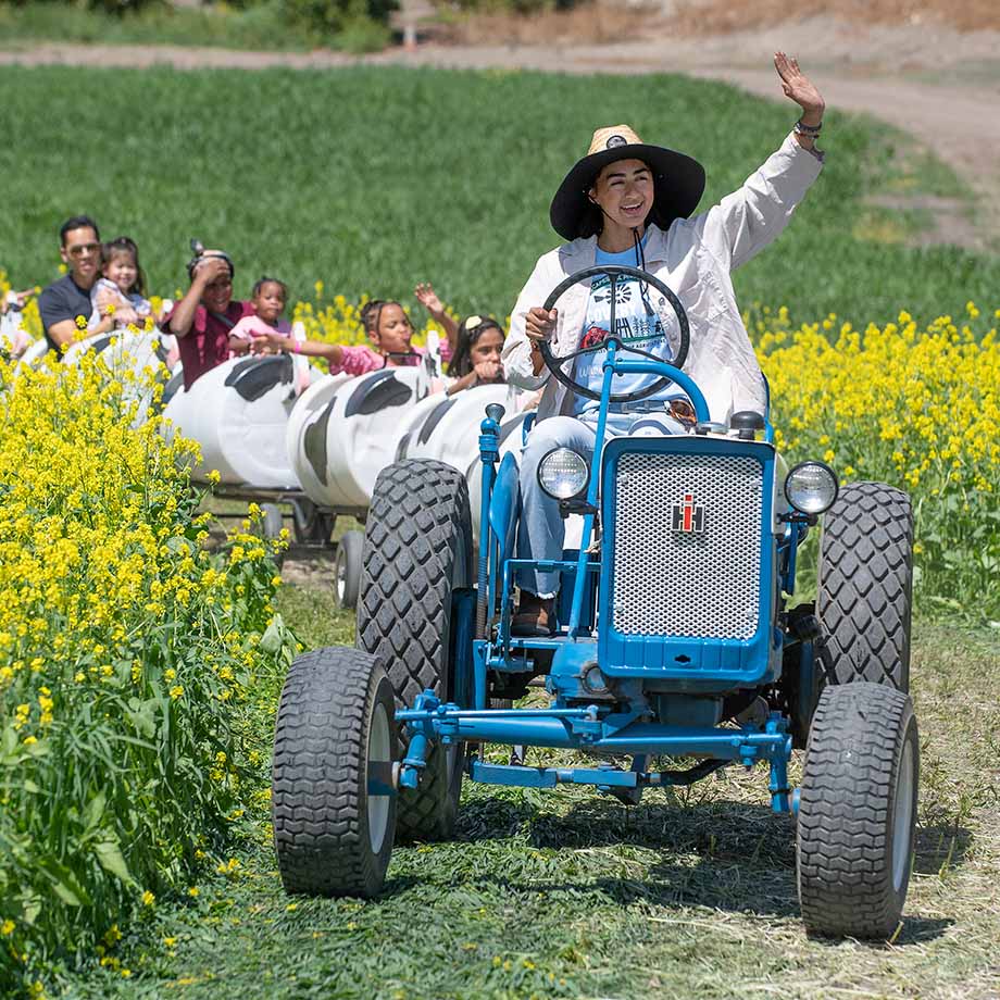 A female student waves as she drives the Cow Train during spring field trips.