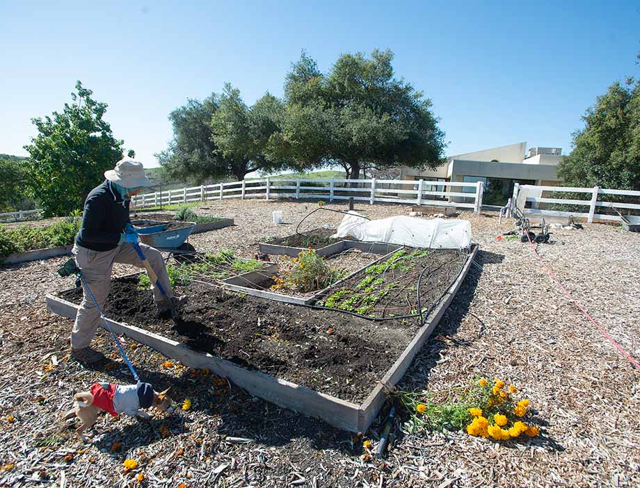 A student tills the Horsehill MicroFarm