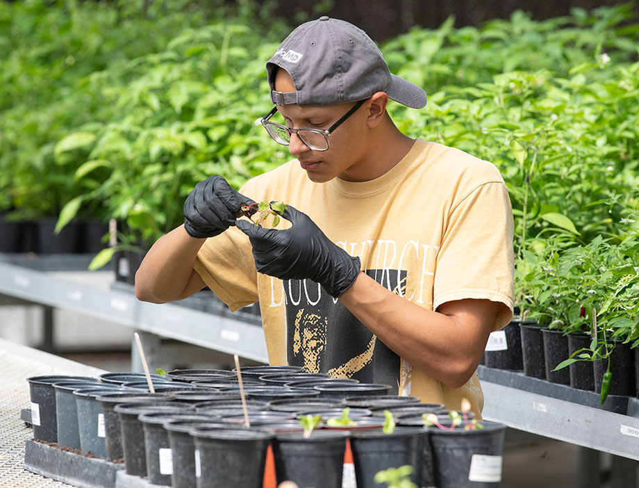 A male student works with plants in the greenhouse