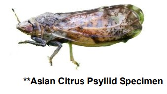 Asian Citrus Psyllid specimen