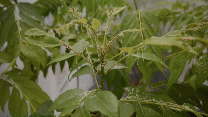 Citrus infested with Asian Citrus Psyllid.