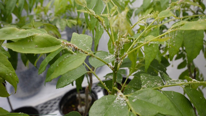 Citrus infested with Asian Citrus Psyllid.