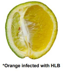 An orange infected by Huanglongbing.