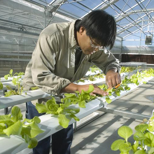 student working in hydroponics lab