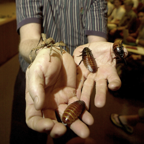 professor holds insects with both hands