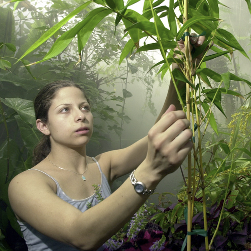 Student works in rain forest
