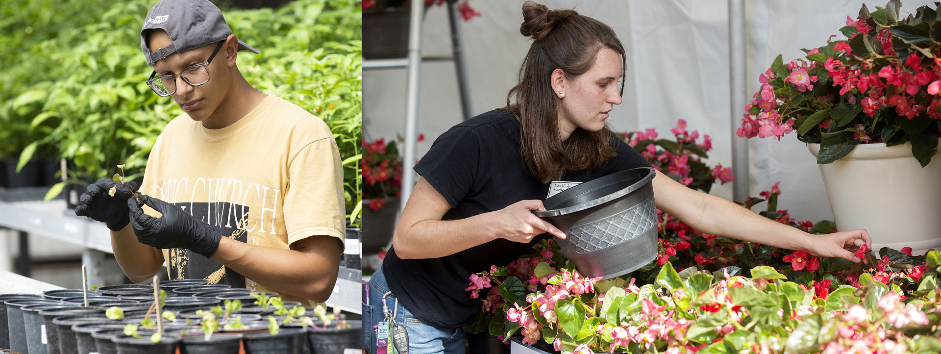 male student inspects seedlings and  female student beheads begonias