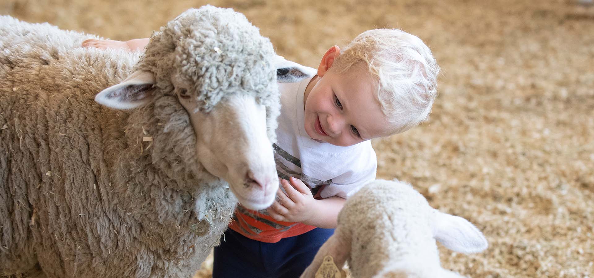 A toddler says hello to a sheep