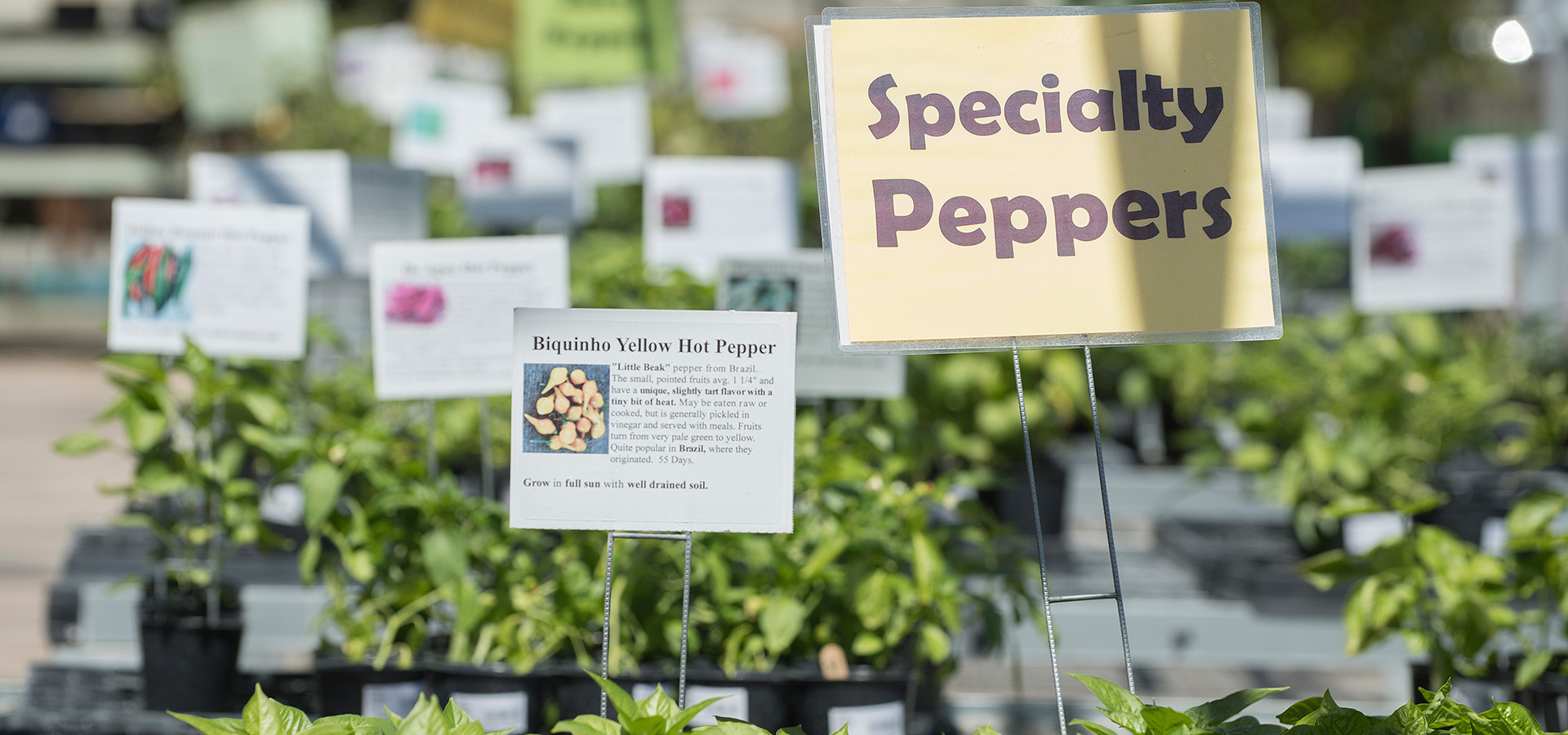 Pepper plants on sale at the Farm Store