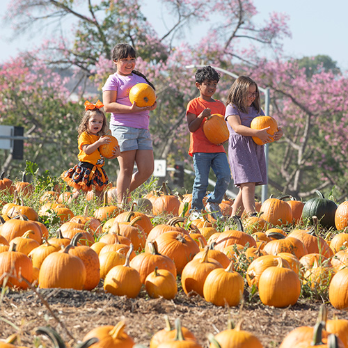 A group of kids walks through the patch carrying pumpkins.