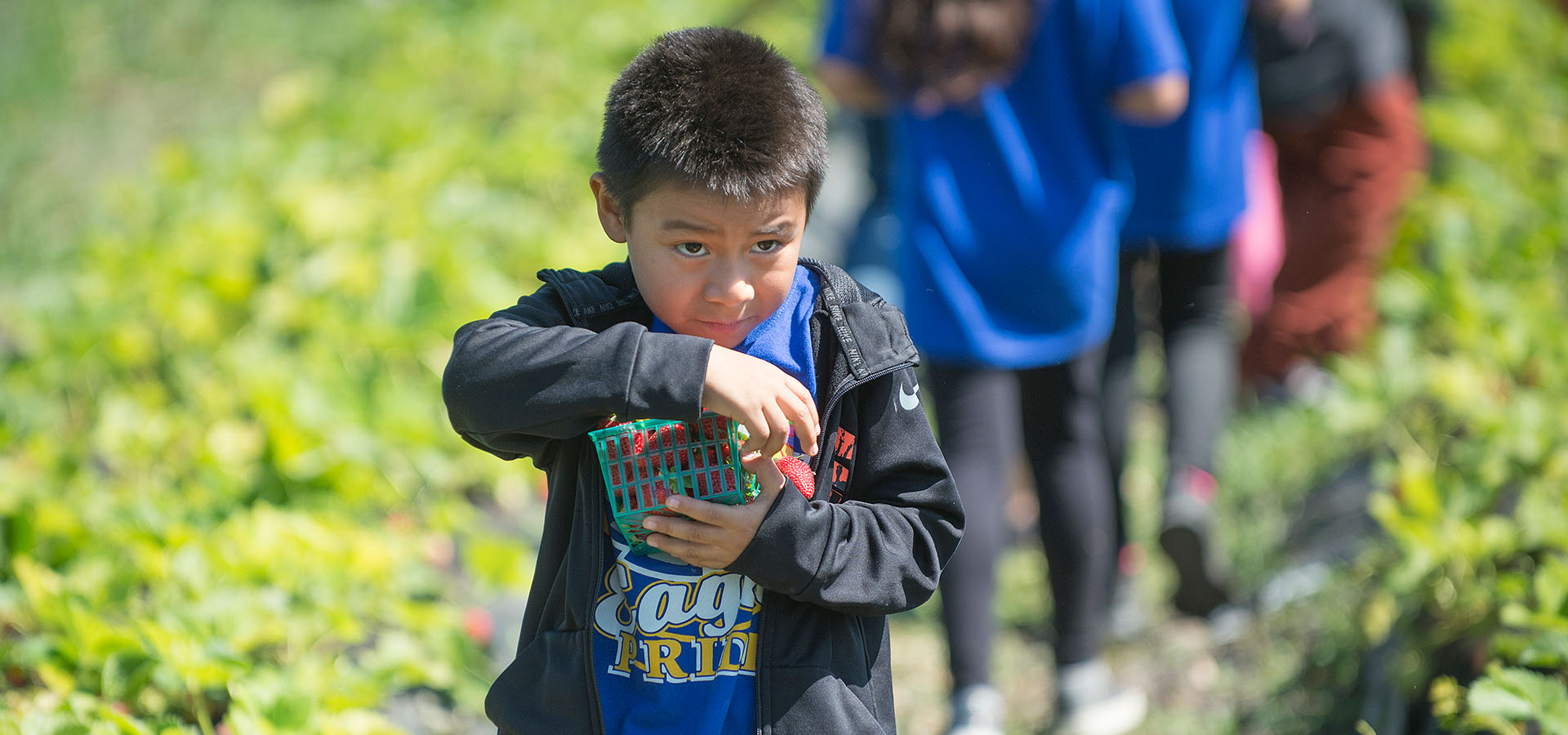A boy carries a basket of strawberries picked from the field.