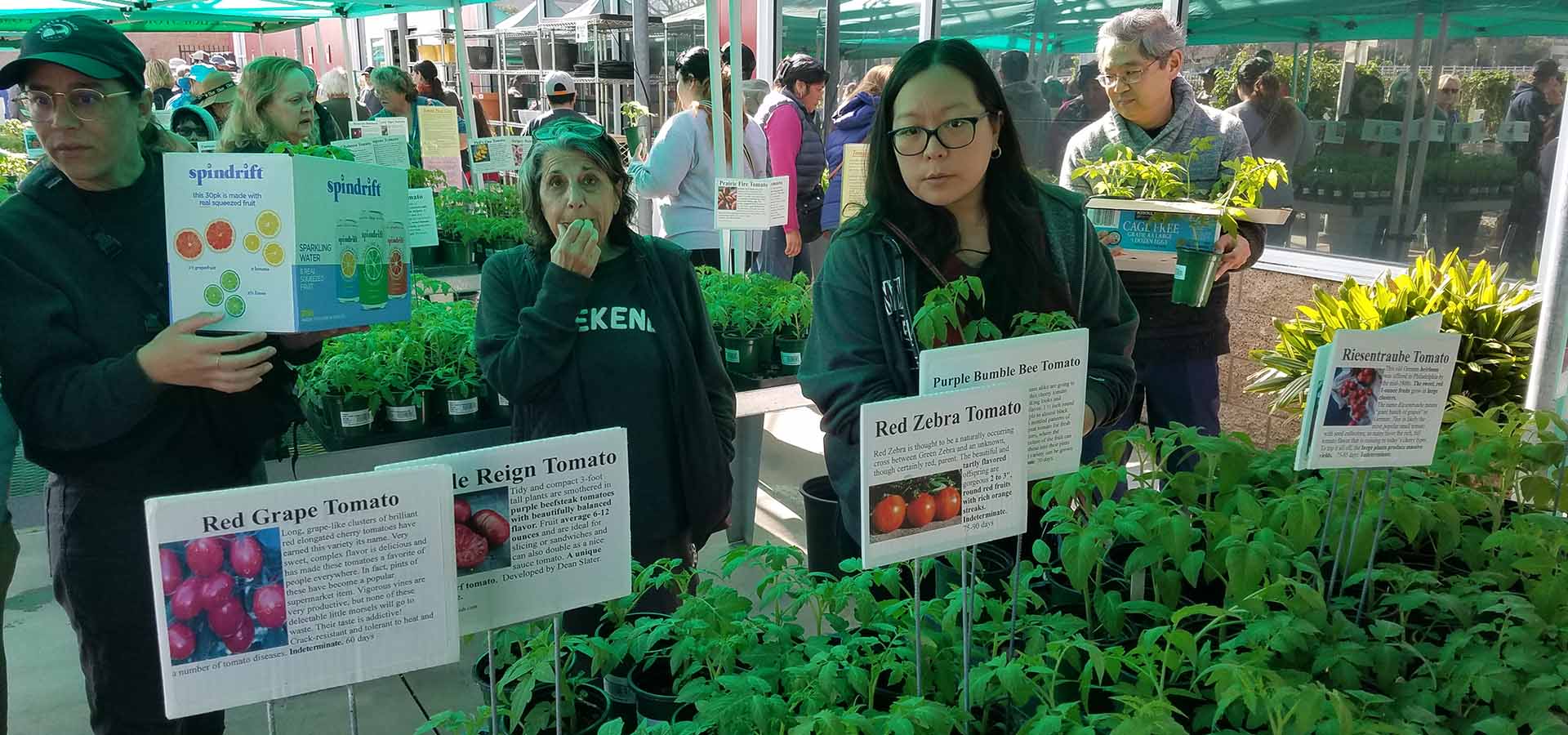 Shoppers look at tomato plants.