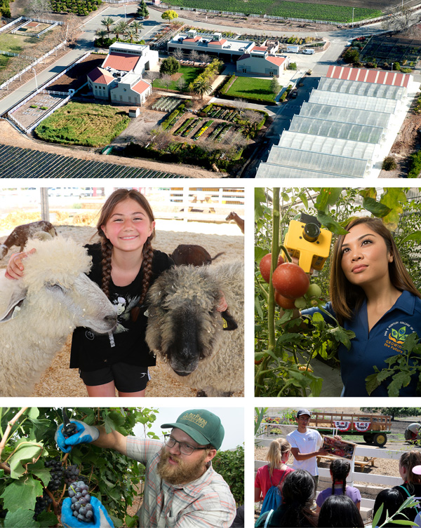 collage of top view of Agriscapes, girl with 2 llamas, girl next to a tree, man picking grapes, boy doing presentation