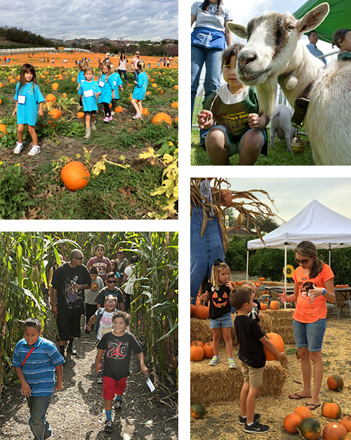 kids on a pumpkin patch, kids on the corn field maze, petting zoo
