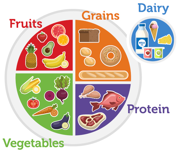 diagram showing fruits, grains, vegetables, protein, dairy