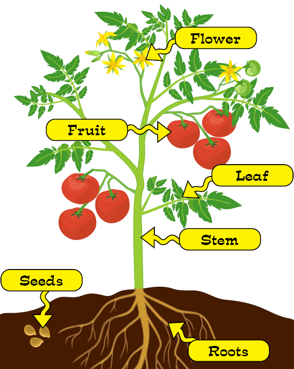 Parts of the plant showing Flower, fruit, leaf, stem, roots, seeds