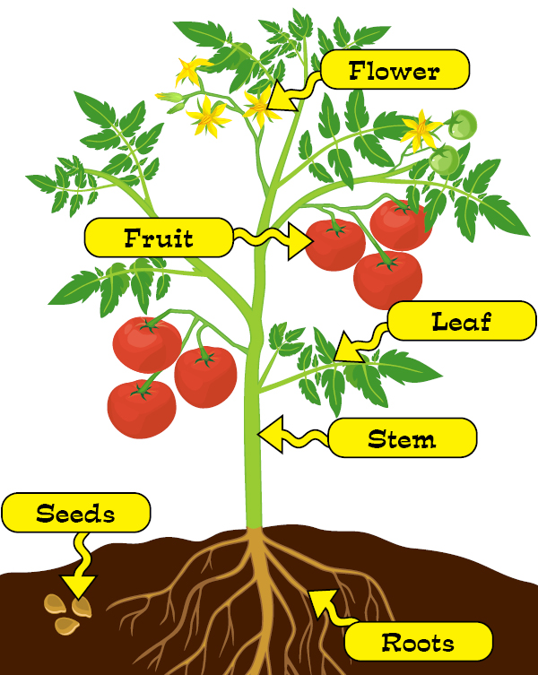 Parts Of A Plant Clipart Parts Plant Education Stock Illustrations Parts Of A Plant Clipart Parts Plant Education Stock Illustrations