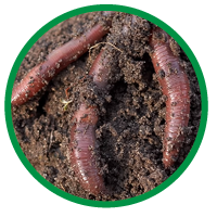 earthworms