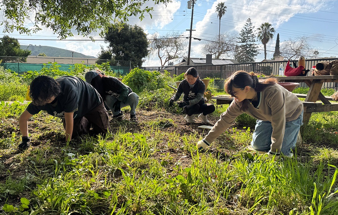 Students kneeling on grass and planting plants