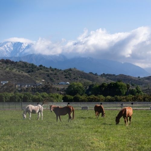Arabian horses grazing in a field