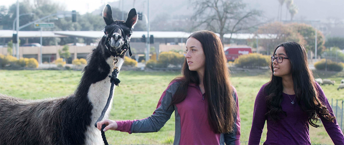 Two students walking with a llama