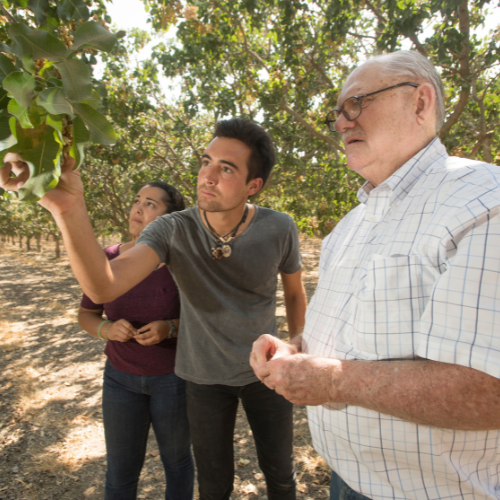 faculty and students analyzing tree