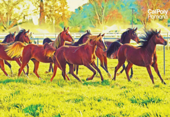 Photo of horses running