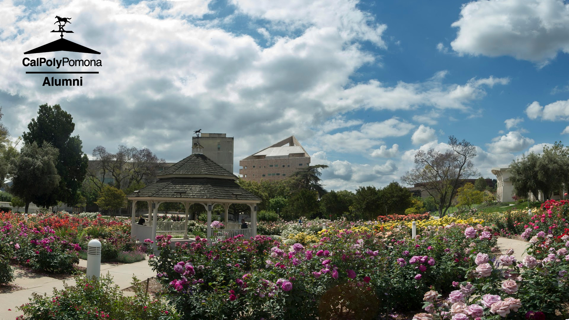rose garden with clouds