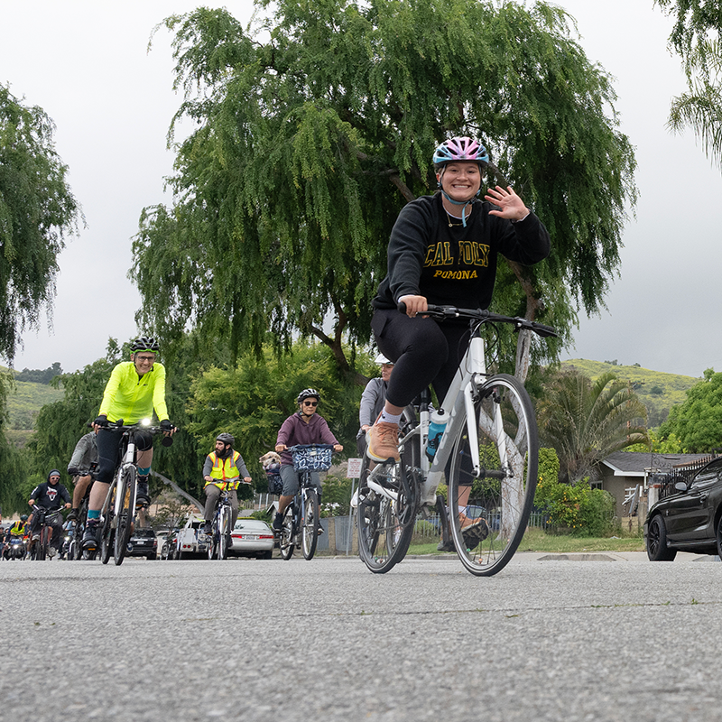 A group of cyclists riding through a street with trees.