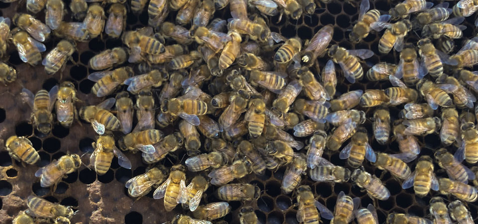 The queen and her attendants making and caring for the brood