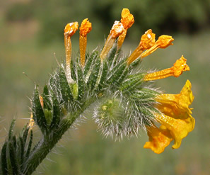 curled cluster of yellow flowers