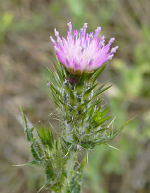 flower head of Italian thistle