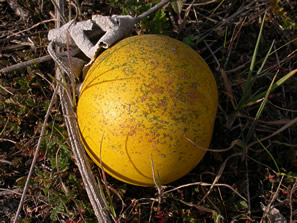 yellow gourd fruit