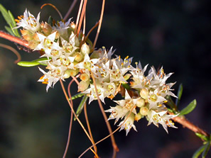 cluster of whitish flowers on orange stems