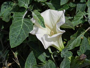 large white flower among green leaves
