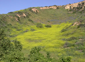 field of yellow flowers in a dry valley