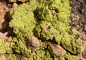 Yellow-green lichens on rock